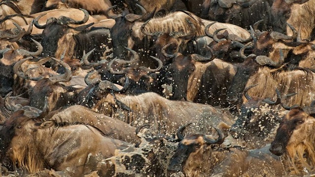Turkenya wildebeest migration photo